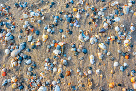 Shells on the sand . Beach sandy backgroundの写真素材