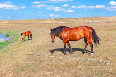Brown domestic mare at the pasture . Horse in the summerの写真素材