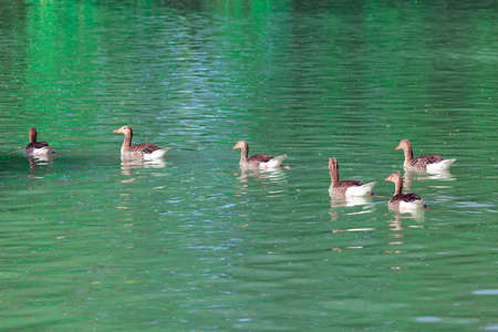 Flock of geese swimming together . Waterfowl on the waterの写真素材
