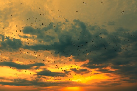 Birds flying in the twilight . Flock on the evening sky . Vibrant heaven with duskの写真素材