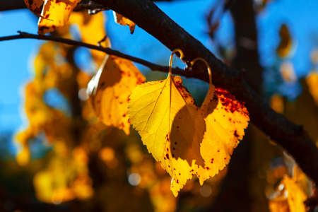 Vibrant fall leaves on a tree . Autumn yellow leavesの写真素材