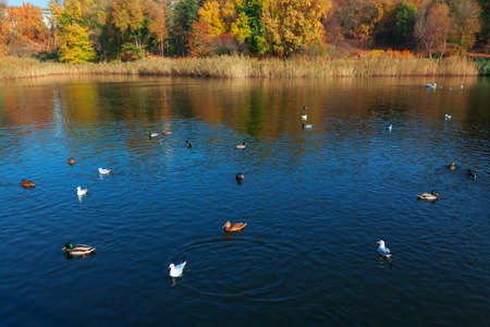 Ducks on the lake in autumn . Flock of waterfowls on the water in the parkの写真素材