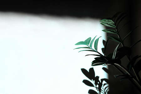 Plant shadow on the white surface . Houseplants with shade on the wallの写真素材