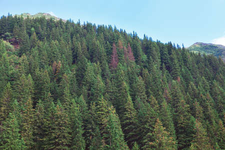 Mountain with coniferous forest . Tall pine trees . Woodland with fir trees . Evergreen nature