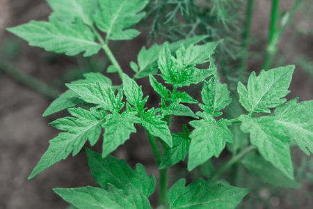 Tomato plant green leaves . Tomato seedlingsの写真素材