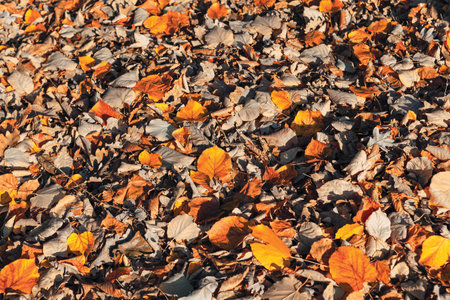 Autumn foliage background . Dry and yellow leaves on the groundの写真素材