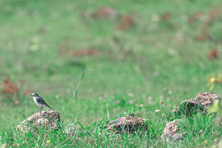 Bird standing on the rock in nature . Little bird at green natural backgroundの写真素材