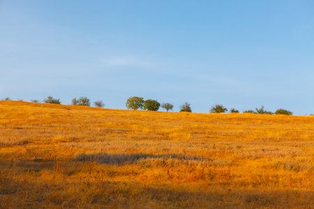 Trees growing on the hill . Dry African natureの写真素材