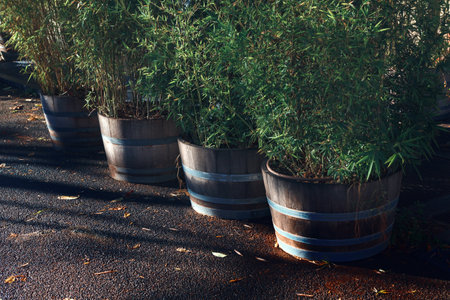 Decorative trees in the pots , street decoration . Tropical potted plants in the city