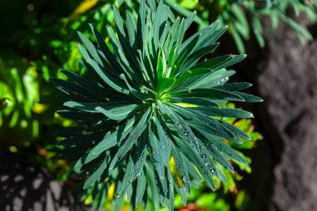 Tropical plant with morning dew . Fresh green natureの写真素材