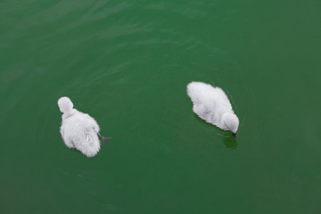 Litlle swans at water surface , view from above . Little birds on the lakeの写真素材