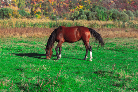 Green pasture with horse . Rustic scenery with domestic horseの写真素材