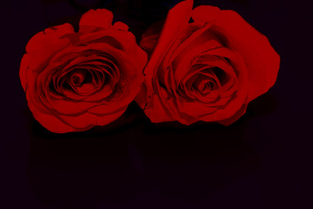 Red roses in the dark with black copy space . Flowers at darkness . Sad love conceptの写真素材