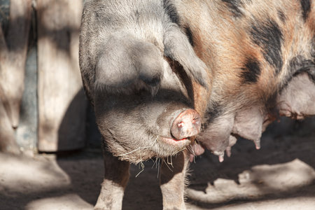 Sow on the farm . Portrait of pig female