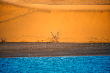 Desert scene with oasis . Coastal sand duneの写真素材