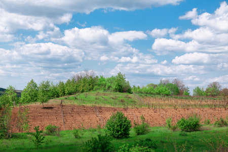 Vineyards landscape . Green meadow with vine gardensの写真素材