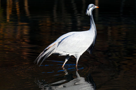 White heron standing in the water . Marsh bird in the lakeの写真素材