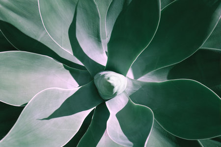 Succulent Tropical Green Leaves . Exotic plant with large lush leaves . Tropical backgroundの写真素材
