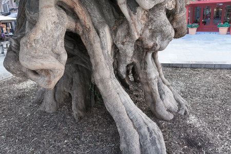 Old tree with large roots . Olive exterior rootsの写真素材
