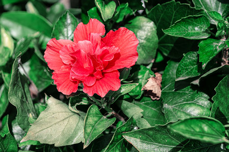 Single red flower with green leaves at background . Scarlet flower in bloomの写真素材