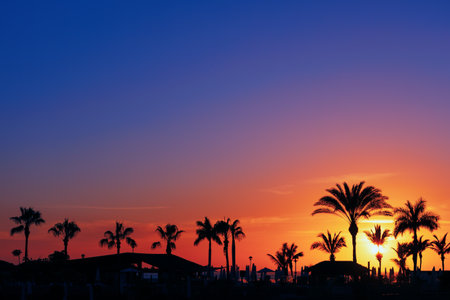 Silhouettes of palm trees in the sunset . Tropical park in twilightの写真素材