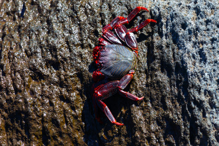Crab standing on the stone at the ocean rockの写真素材