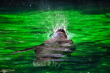 Seal swimming on the back . Animal splashing waterの写真素材