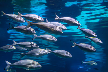 Large school of fish swimming in the water in the aquarium . Fish of deep sea waterの写真素材