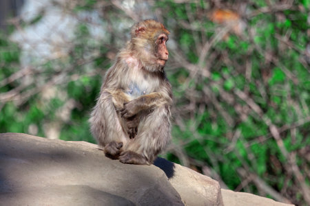 Monkey sitting on a rock in the park.