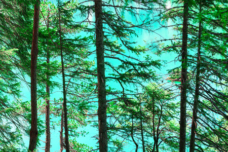 Pine trees in the forest on a turquoise background.の写真素材