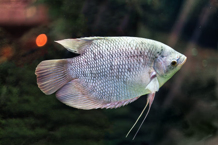 Close up of a discus fish swimming in a freshwater aquarium.の写真素材
