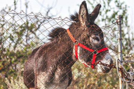 Donkey behind the fence. Selective focus with shallow depth of field.
