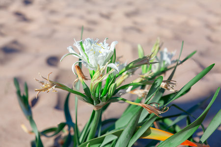 White lily flowers on the sandy beach. Selective focus.の写真素材