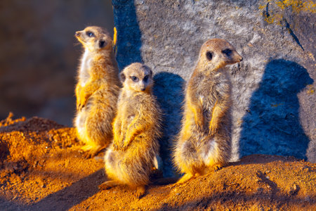 group of meerkat standing on the sand and looking at somethingの写真素材