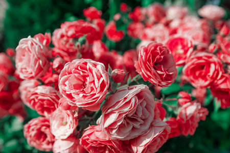 Beautiful red roses in the garden. Shallow depth of field.の写真素材