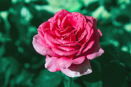 Beautiful pink rose on a background of green foliage. Close-up.の写真素材