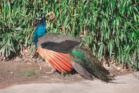 Beautiful peacock standing alone in nature . Tropical bird with colorful feathersの写真素材