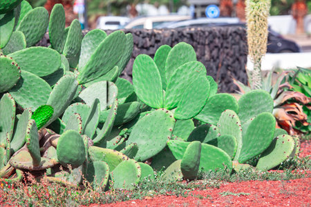 Prickly pear cactus with green leaves in the garden.