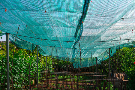 Green netting in the garden,Thailand.The netting is used to protect plants from pests.の写真素材