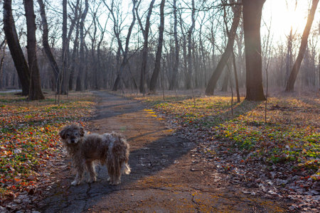 Two dogs on the road in the park at sunset. Autumn.の写真素材