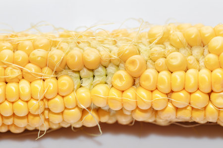 Close up of fresh corn on the cob isolated on white background.の写真素材