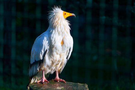 Egyptian vulture (Haliaeetus pelagicus)