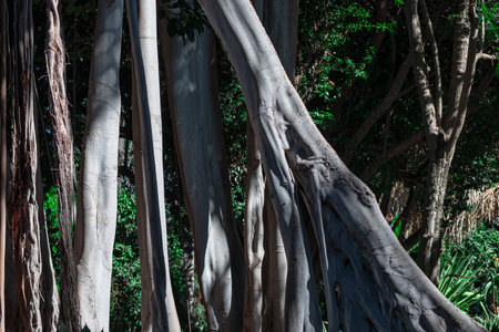 Banyan tree in the park, closeup of photo.