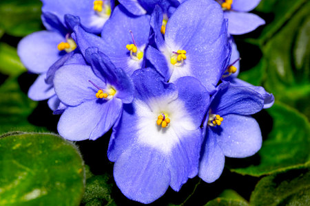 Saintpaulia, commonly known as African violet or African violet.の写真素材