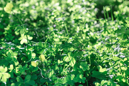 Green clover leaves close up in sunny day. Nature background.