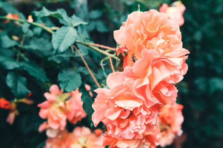 Beautiful roses in the garden, Roses are beautiful with a beautiful sunny day.の写真素材