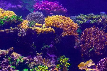 Underwater view of coral reef in marine aquarium. Colorful corals.