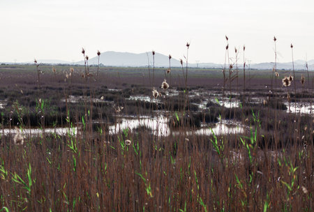 Landscape of wetland with reeds and grasses at low tideの写真素材