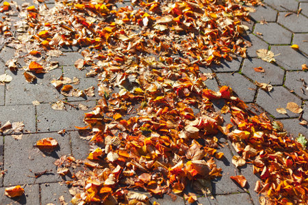 Sidewalk covered in colorful autumn leaves. Urban picturesque scene of fall seasonの写真素材