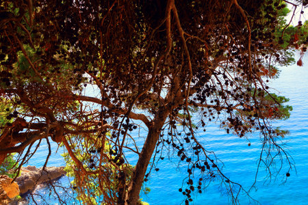tree with many branches and leaves is in front of a body of water. Majestic tropical tree with abundant leaves draping over the seaの写真素材